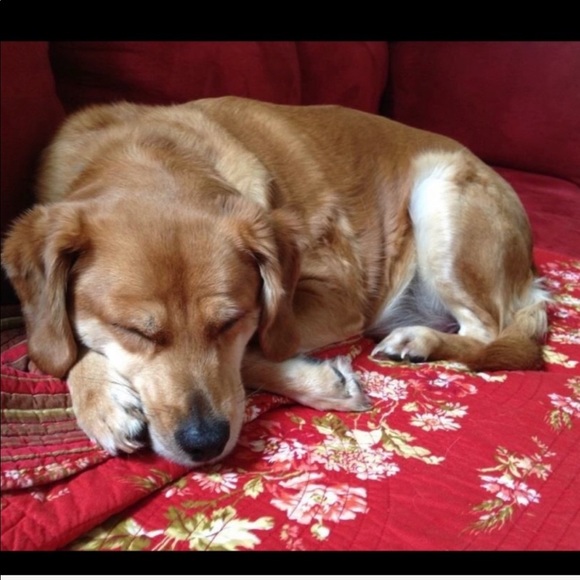 R.I.P. Junebug 😭 01/28/21 - Picture 11 of 16